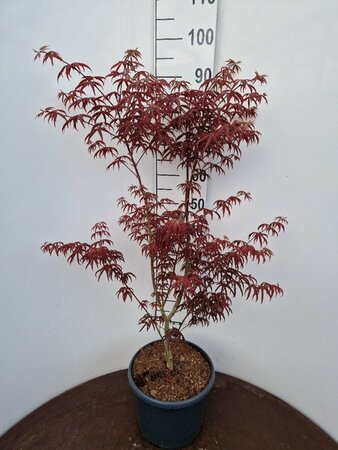 Buddleja davidii 'Ile de France' C2 - afbeelding 10