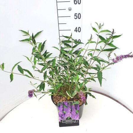 Buddleja davidii 'Ile de France' C2 - afbeelding 5