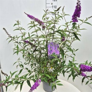 Buddleja davidii 'Ile de France' C2 - afbeelding 6