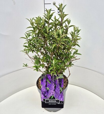Buddleja davidii 'Ile de France' C2 - afbeelding 4