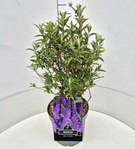 Buddleja davidii 'Ile de France' C2 - afbeelding 4