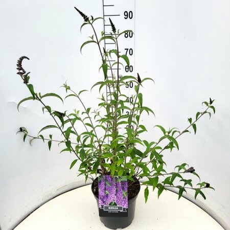 Buddleja davidii 'Ile de France' C2 - afbeelding 8