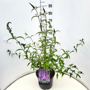 Buddleja davidii 'Ile de France' C2 - afbeelding 8