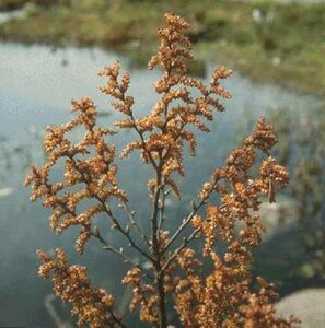 Myrica gale 30/40 C.