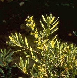 Myrica gale - afbeelding 2