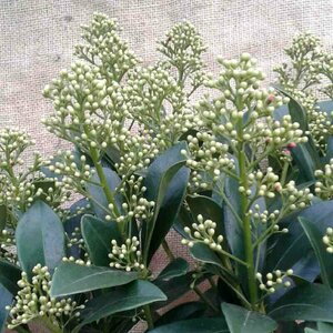 Skimmia japonica 'Finchy' 25/30 C.