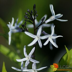 Amsonia 'Blue Ice' P9
