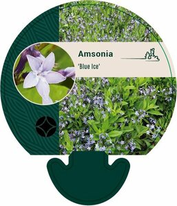 Amsonia 'Blue Ice' P9 - afbeelding 3