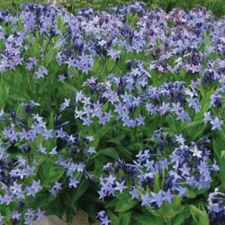 Amsonia 'Blue Ice' P9 - afbeelding 2