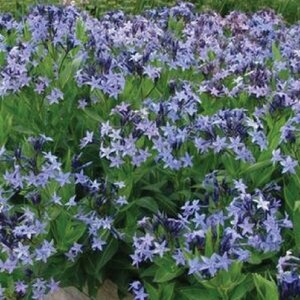 Amsonia 'Blue Ice' P9 - afbeelding 2