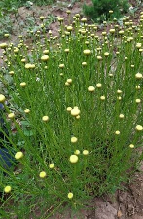 Santolina rosmarinifolia P9 - afbeelding 4