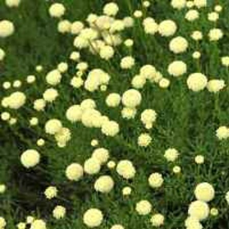 Santolina rosmarinifolia P9 - afbeelding 1