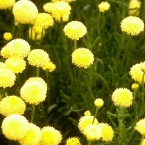 Santolina rosmarinifolia P9 - afbeelding 2