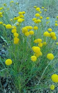 Santolina rosmarinifolia P9 - afbeelding 5