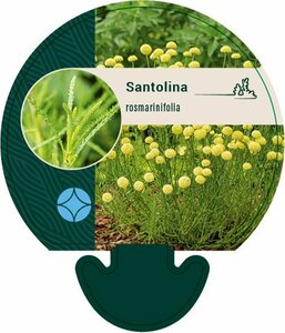 Santolina rosmarinifolia P9 - afbeelding 3