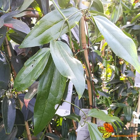 Clematis armandii - afbeelding 1