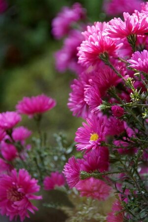 Aster dumosus 'Jenny' P9 - afbeelding 7