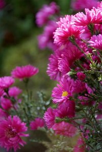 Aster dumosus 'Jenny' P9 - afbeelding 7