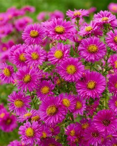 Aster dumosus 'Jenny' P9 - afbeelding 8