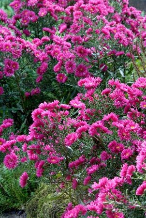 Aster dumosus 'Jenny' P9 - afbeelding 5