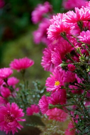 Aster dumosus 'Jenny' P9 - afbeelding 6