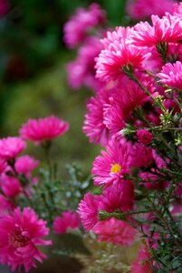 Aster dumosus 'Jenny' P9 - afbeelding 6