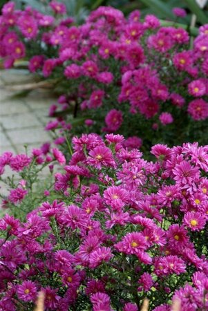 Aster dumosus 'Jenny' P9 - afbeelding 9