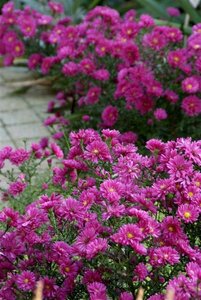 Aster dumosus 'Jenny' P9 - afbeelding 9