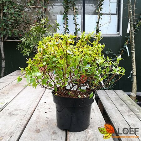 Abelia grandiflora 'Kaleidoscope' - afbeelding 2