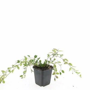 Clematis armandii 'Snowdrift' - afbeelding 3