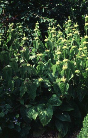 Phlomis tuberosa P9 - afbeelding 1