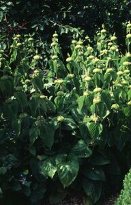 Phlomis tuberosa P9