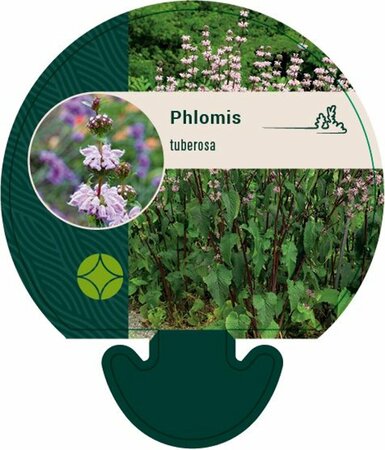 Phlomis tuberosa P9 - afbeelding 2