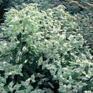 Pycnanthemum muticum P9