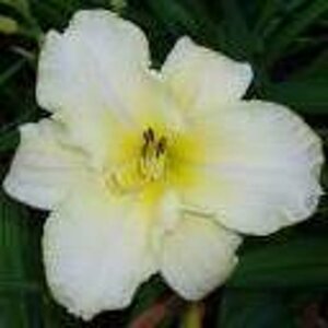 Hemerocallis 'Arctic Snow' P9