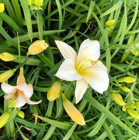 Hemerocallis 'Arctic Snow' P9 - afbeelding 5