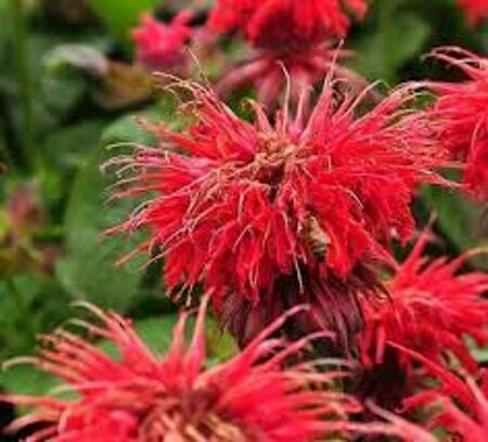 Monarda 'Cambridge Scarlet' P9 - afbeelding 2