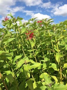 Monarda 'Cambridge Scarlet' P9 - afbeelding 6