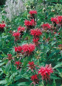 Monarda 'Cambridge Scarlet' P9 - afbeelding 4