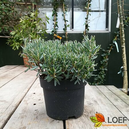 Andromeda polifolia 'Blue Ice' 25/30 C. - afbeelding 2