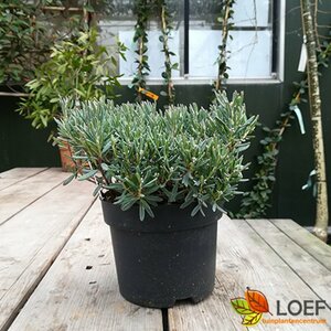 Andromeda polifolia 'Blue Ice' 25/30 C. - afbeelding 2