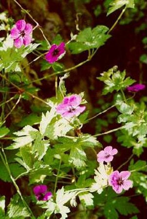 Geranium 'Ann Folkard' P9 - afbeelding 4