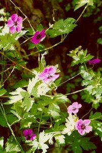Geranium 'Ann Folkard' P9 - afbeelding 4