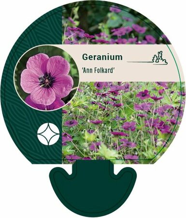 Geranium 'Ann Folkard' P9 - afbeelding 7