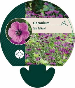 Geranium 'Ann Folkard' P9 - afbeelding 7