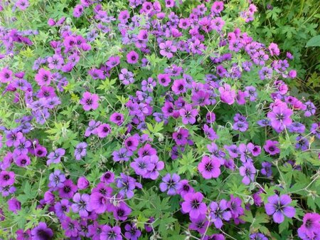 Geranium 'Ann Folkard' P9 - afbeelding 3