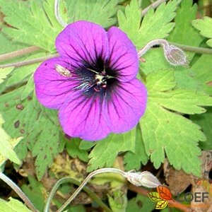 Geranium 'Ann Folkard' P9