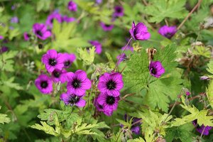 Geranium 'Ann Folkard' P9 - afbeelding 2