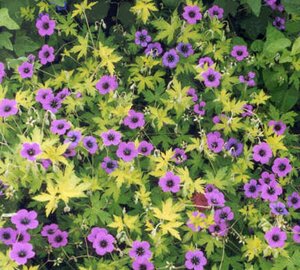 Geranium 'Ann Folkard' P9 - afbeelding 14