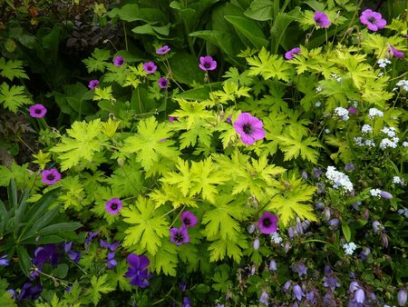 Geranium 'Ann Folkard' P9 - afbeelding 6